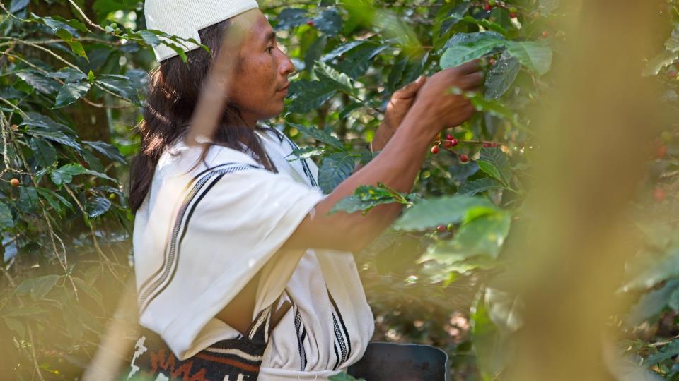 Lenkje til artikkel: Fairtrade-veka er i gang