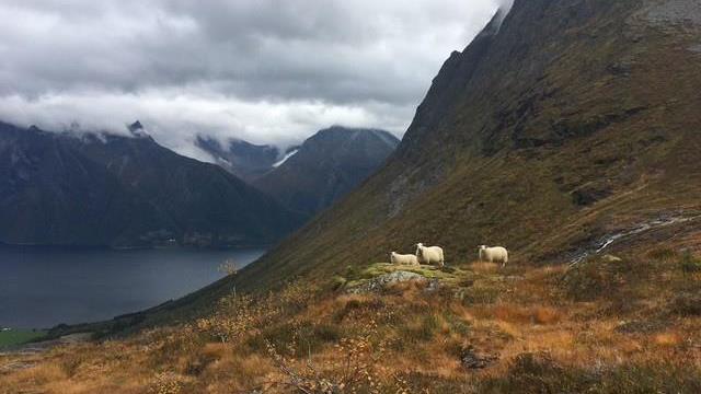 Lenkje til artikkel: Informasjonsskriv frå Landbrukskontoret Ørsta Volda